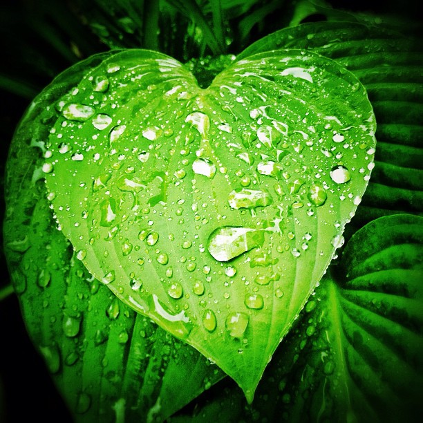 raindrops-on-heart-shape-leaf_t20_kJgn1X